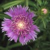 Kornblumenaster (Stokesia laevis)