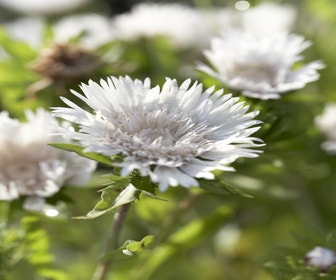 Korenbloemaster (Stokesia laevis 'Alba')