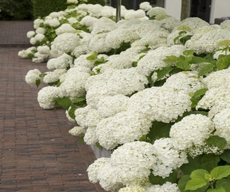 Hortensie (Hydrangea 'Strong Annabelle')