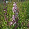 Zwerg-Flieder auf Stamm (Syringa 'Sugar Plum Fairy'®)