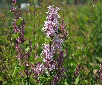 Zwerg-Flieder auf Stamm (Syringa 'Sugar Plum Fairy'®)