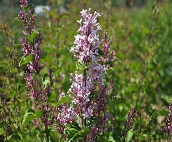Zwerg-Flieder auf Stamm (Syringa 'Sugar Plum Fairy'®)