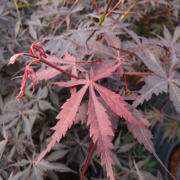 Japanischer Fächerahorn (Acer palmatum 'Sumi-Nagashi')