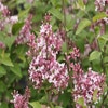 Flieder (Syringa microphylla 'Superba')