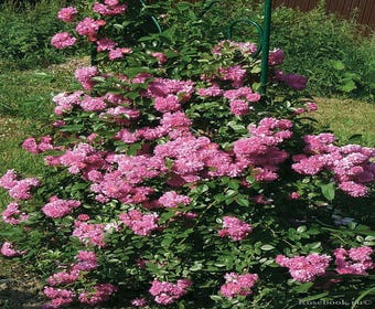 Kletterrose (Rosa 'Super Dorothy')