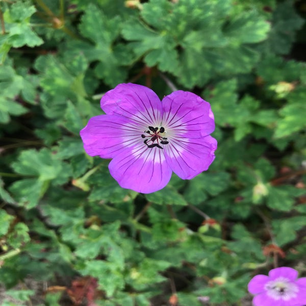 Storchschnabel (Geranium wallichianum 'Sylvia's Surprise')