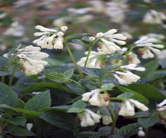 Smeerwurzel (Symphytum grandiflorum)