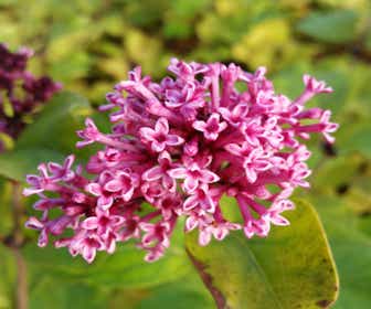 Zwergflieder (Syringa 'Flowerfest Violet')