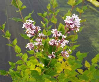 Zwergflieder (Syringa  'Flowerfest White')