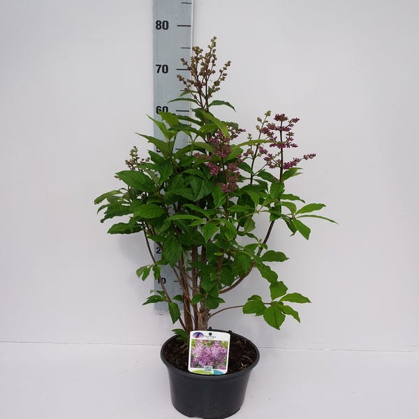 Syringa prest. Minuet