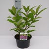 Zwergflieder (Syringa prest. 'Royalty')