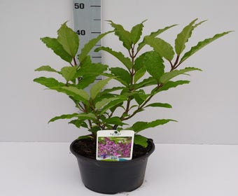 Zwergflieder (Syringa prest. 'Royalty')
