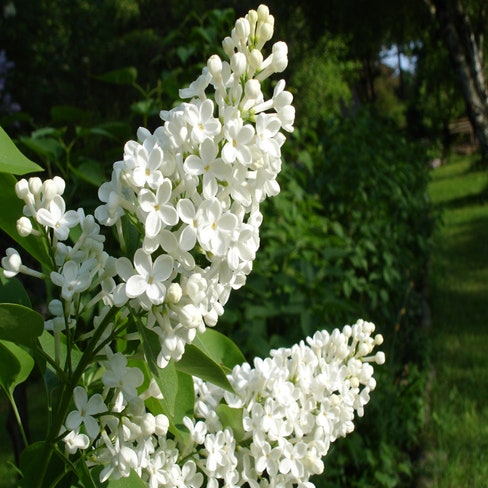 Flieder, weiß (Syringa vulgaris 'Alba')