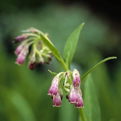 Comfrey (Symphytum rubrum)