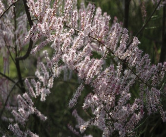 Tamarisk als Baum (Tamarix tetrandra)
