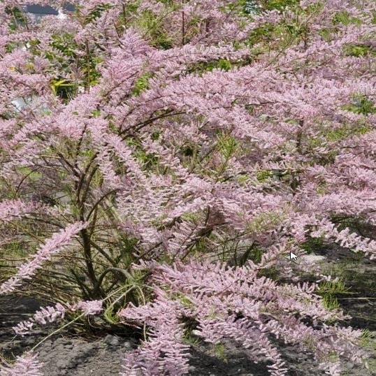 Tamariske als Strauch (Tamarix tetrandra)