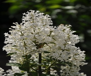Flieder (Syringa villosae 'Tammelan Kaunotar')