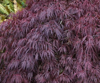 Japanischer Fächerahorn auf Stamm (Acer palmatum 'Tamukeyama')