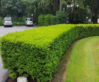 Taxushecke (Taxus baccata)