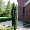 Grüne Säulen-Eibe (Taxus baccata 'Fastigiata')