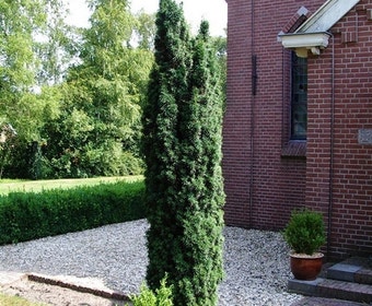 Grüne Säulen-Eibe (Taxus baccata 'Fastigiata')