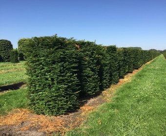 Taxus als Heckenelement (Taxus baccata)