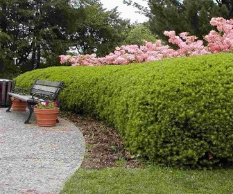 Eibe (Taxus media 'Densiformis')