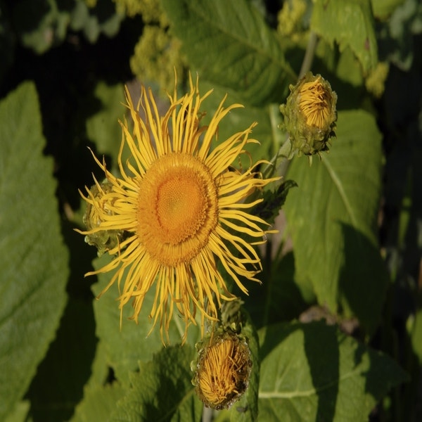 Ochsenauge (Telekia speciosa)