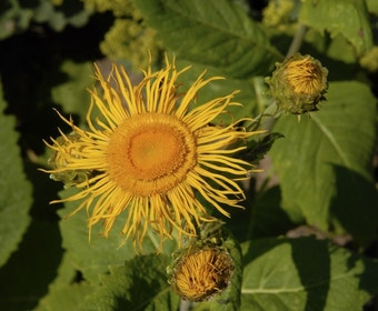 Ochsenauge (Telekia speciosa)