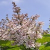 Flieder (Syringa villosae 'Telimena')