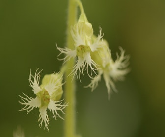 Miterkraut (Tellima grandiflora)