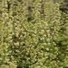 Mützen-Löffel (Tellima grandiflora 'Rubra')