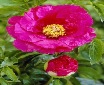 Pfingstrose (Paeonia lactiflora Fabulous Flowers® 'Tempting Hotpink Tiana')