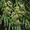 Bienenbaum, Strauch (Tetradium daniellii)