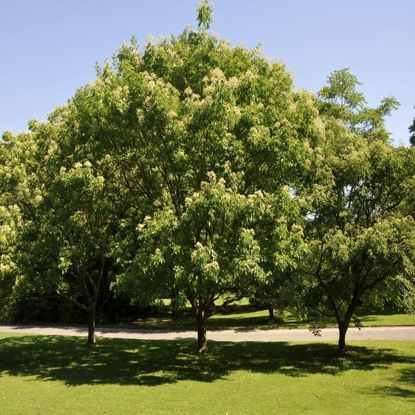 Bienenbaum, Strauch (Tetradium daniellii)