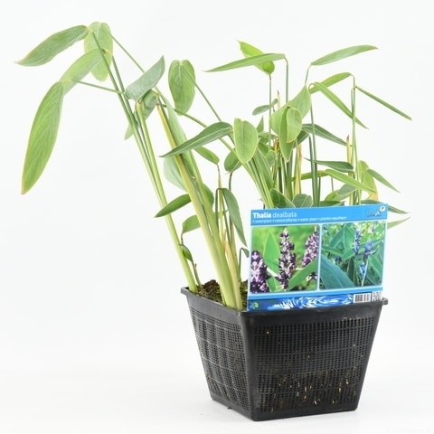 Thalia dealbata