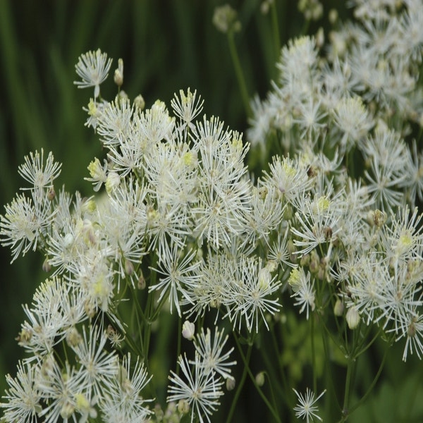 Rittersporn (Thalictrum aquilegifolium 'Album')