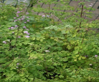 Chinesische Rute (Thalictrum delavayi) BIO