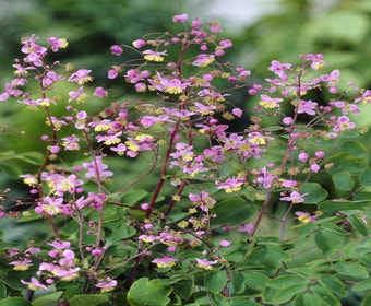 Rittersporn (Thalictrum rochebrunianum)