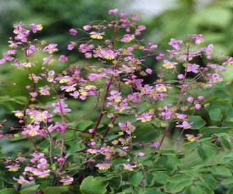 Rittersporn (Thalictrum rochebrunianum) BIO