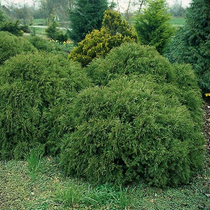 Lebensbaum (Thuja occidentalis 'Globosa')