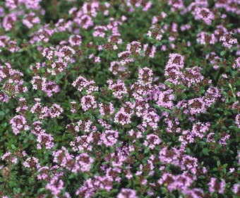 Thymian (Thymus praecox 'Coccineus')