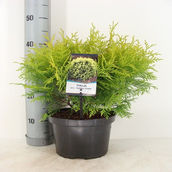 Thuja occidentalis 'Golden Globe'