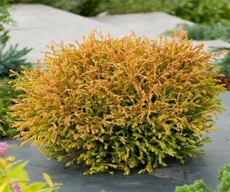 Goldkissen Lebensbaum (Thuja occidentalis 'Golden Tuffet')
