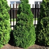 Lebensbaum (Thuja occidentalis 'Holmstrup')