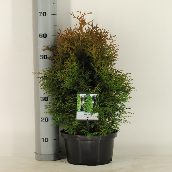Lebensbaum (Thuja occidentalis 'Holmstrup')