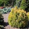 Thuja (Thuja occidentalis 'Rheingold')