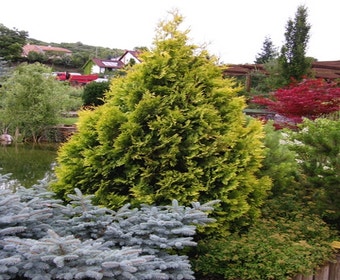 Lebensbaum (Thuja occidentalis 'Yellow Ribbon')