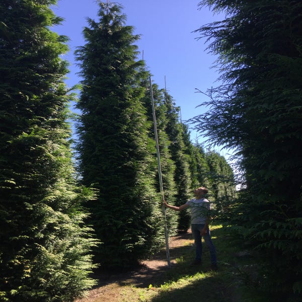 Thuja plic. 'Gelderland' 700-800 cm