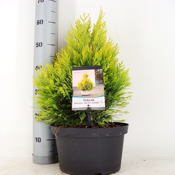 Thuja plicata ('4ever Goldy') 40/50cm